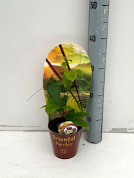 Passionsfrukt/Passiflora - Edulis