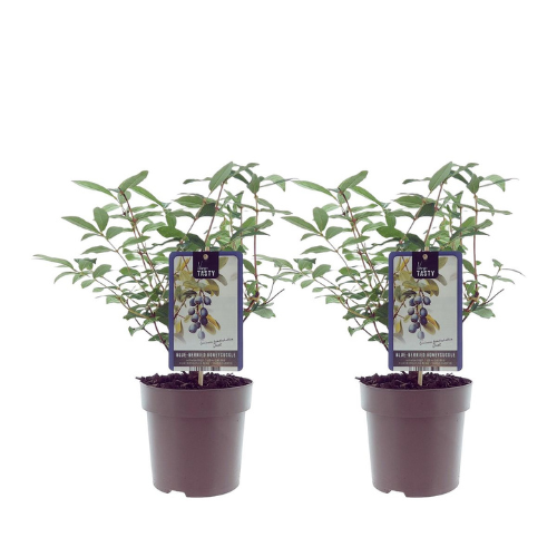 Blåbärstry/Lonicera Caerulea - Duet