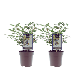 Blåbärstry/Lonicera Caerulea - Duet
