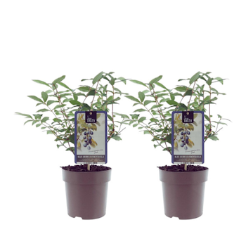 Blåbärstry/Lonicera Caerulea - Duet