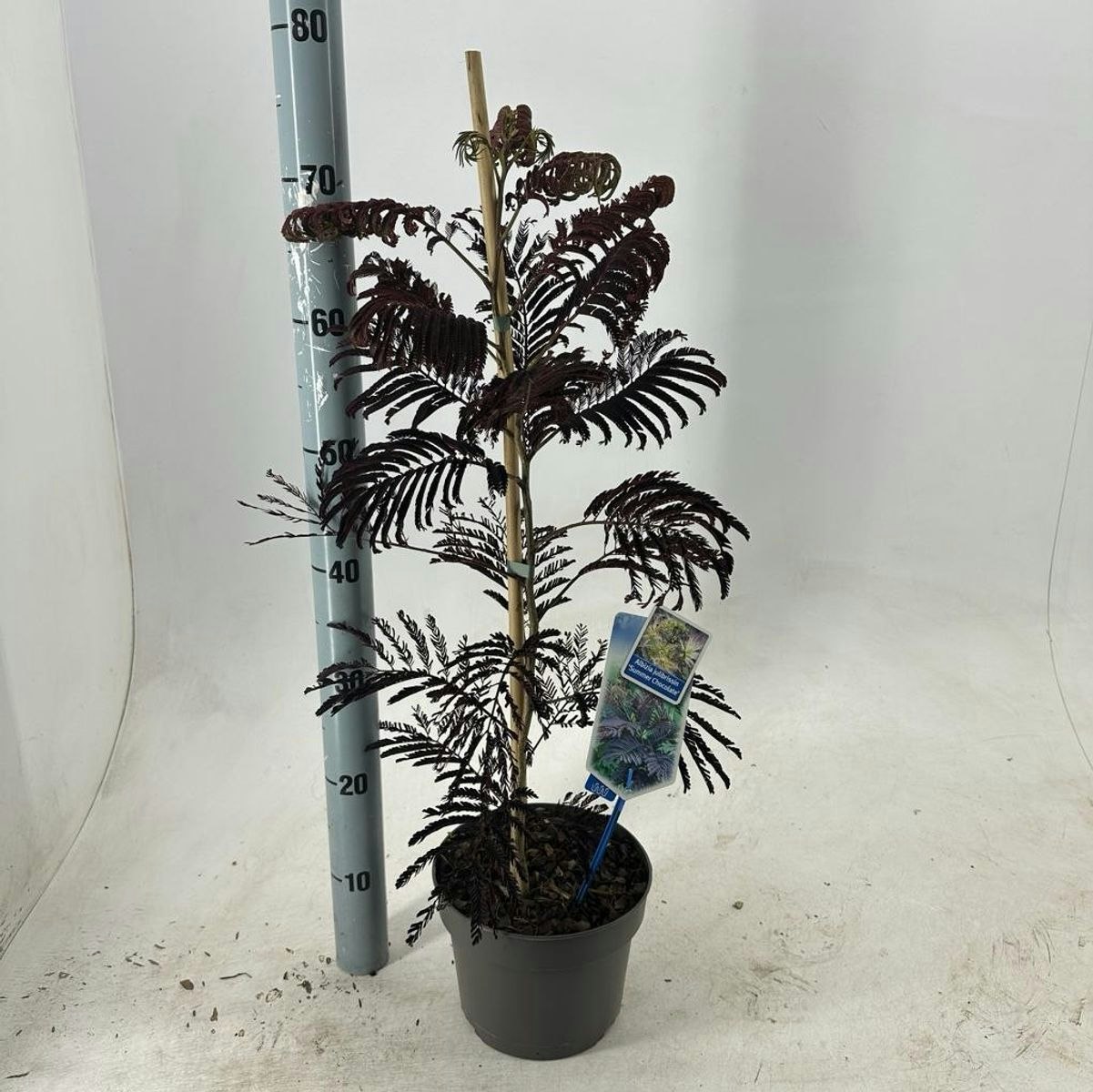 Silkesträd/Albizia Julibrissin - Summer Chocolate