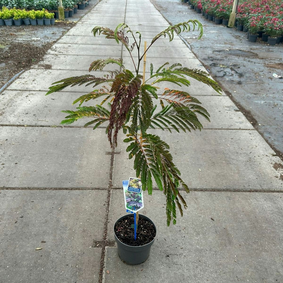Silkesträd/Albizia Julibrissin - Summer Chocolate