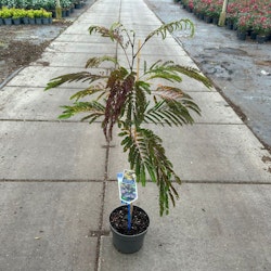 Silkesträd/Albizia Julibrissin - Summer Chocolate