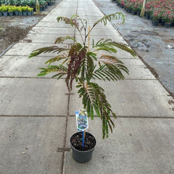 Silkesträd/Albizia Julibrissin - Summer Chocolate