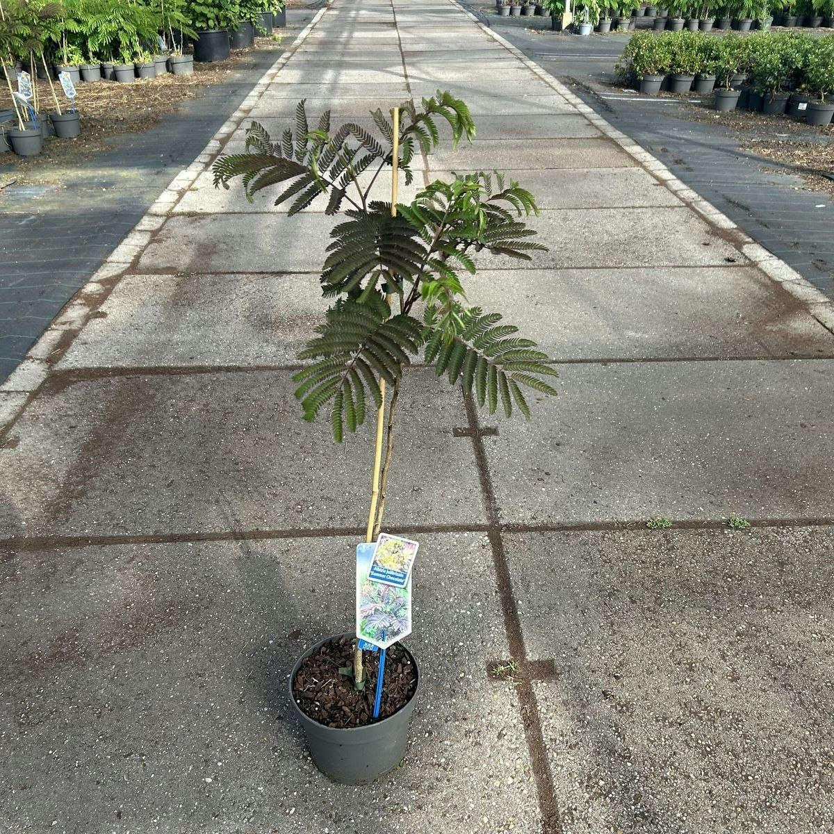 Silkesträd/Albizia Julibrissin - Summer Chocolate