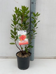 Smultronbuske/Arbutus Unedo