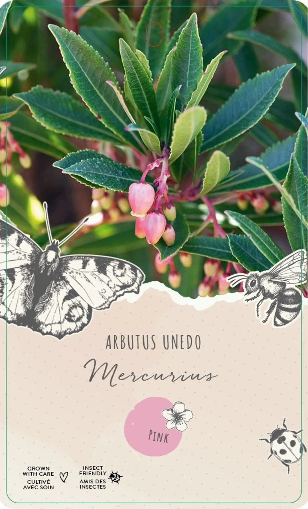 Smultronbuske/Arbutus Unedo - Mercurius