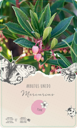 Smultronbuske/Arbutus Unedo - Mercurius