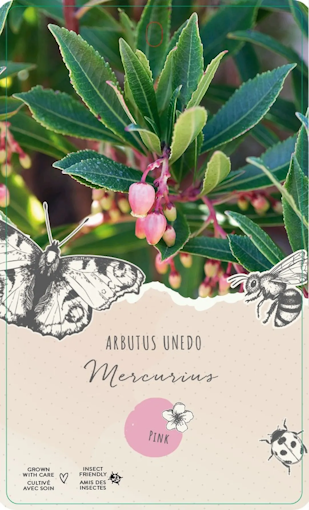 Smultronbuske/Arbutus Unedo - Mercurius