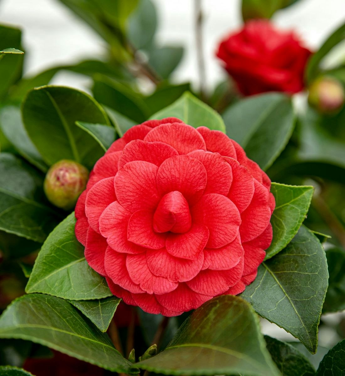 Camellia - Black Lace