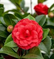 Camellia - Black Lace