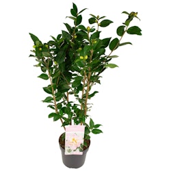 Camellia - High Fragrance