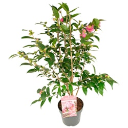 Camellia - Spring Festival