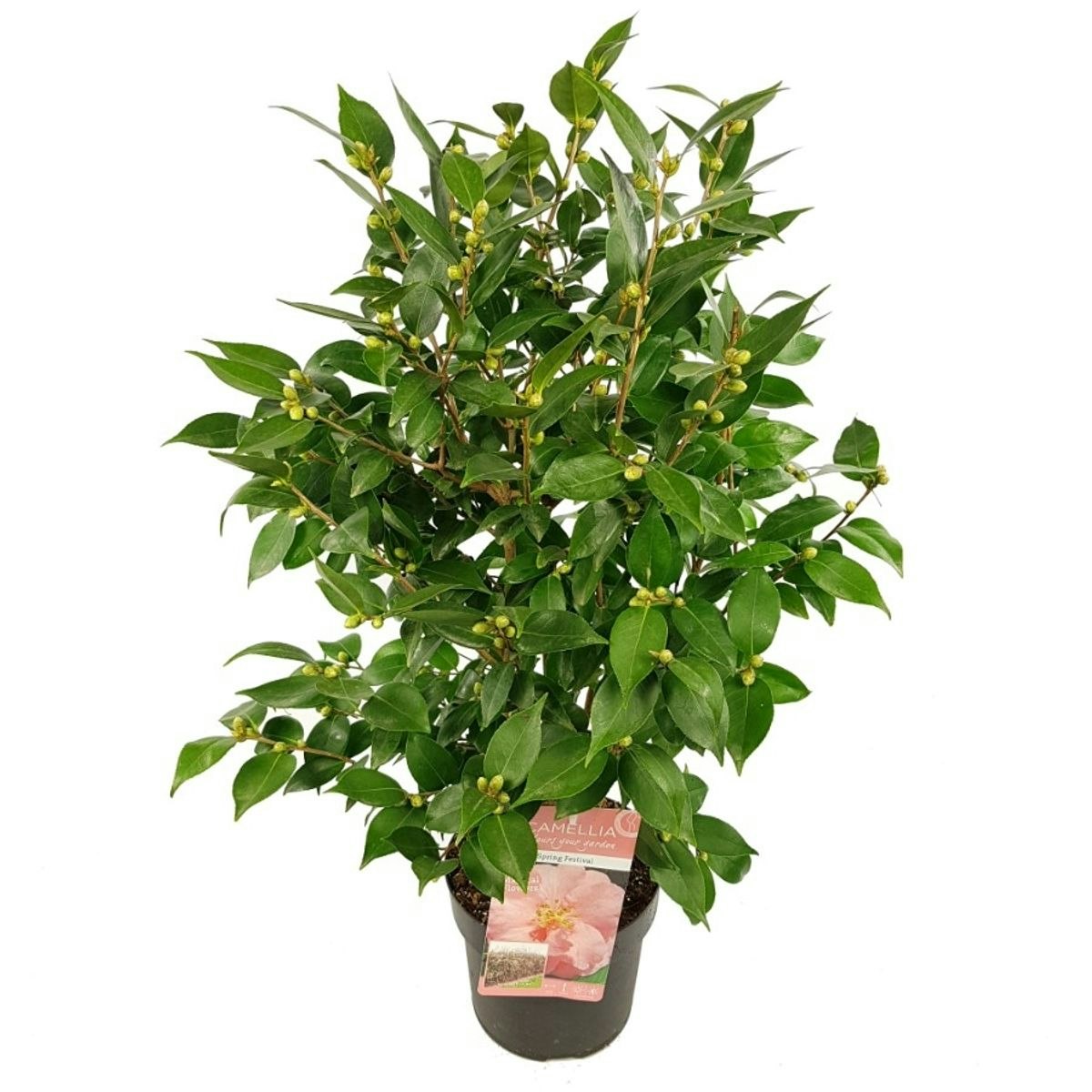 Camellia - Spring Festival