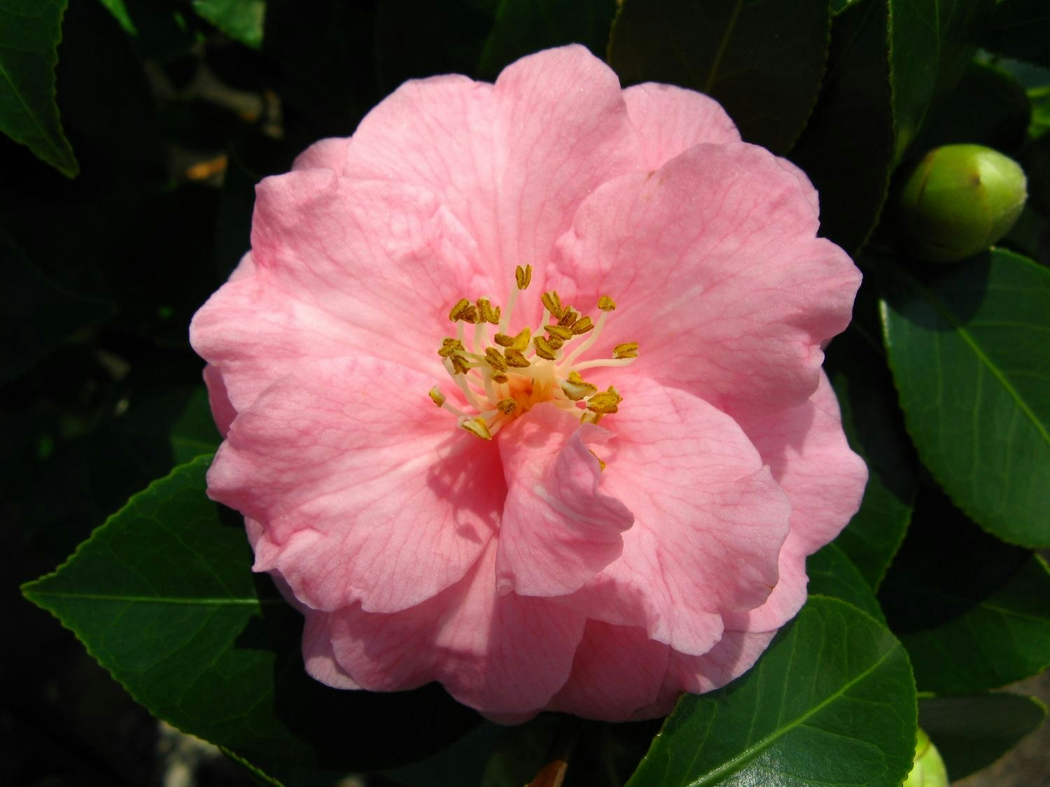 Camellia - Spring Festival