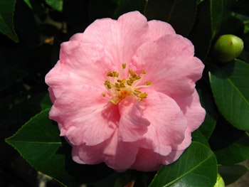 Camellia - Spring Festival