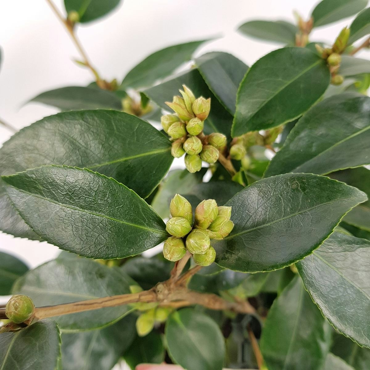 Camellia - Spring Festival