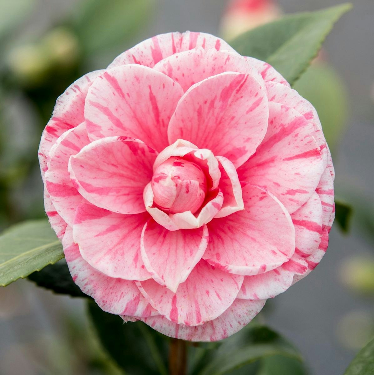 Camellia Japonica - Bonomiana