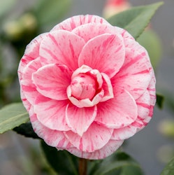Camellia Japonica - Bonomiana