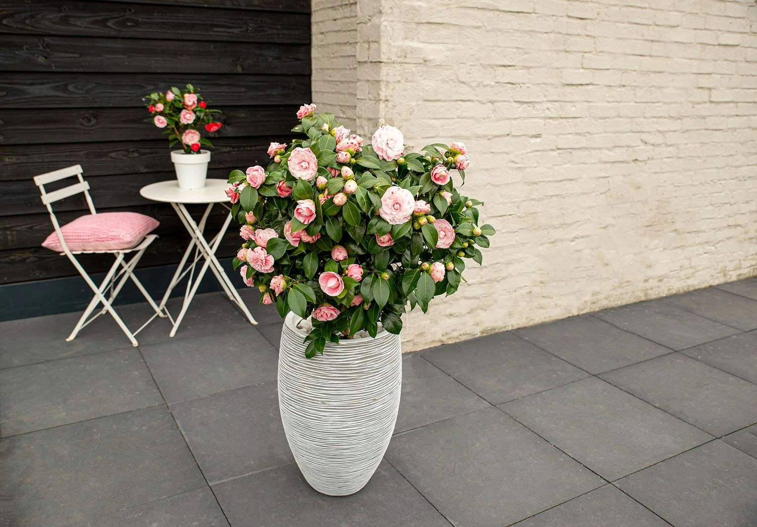 Camellia Japonica - Bonomiana