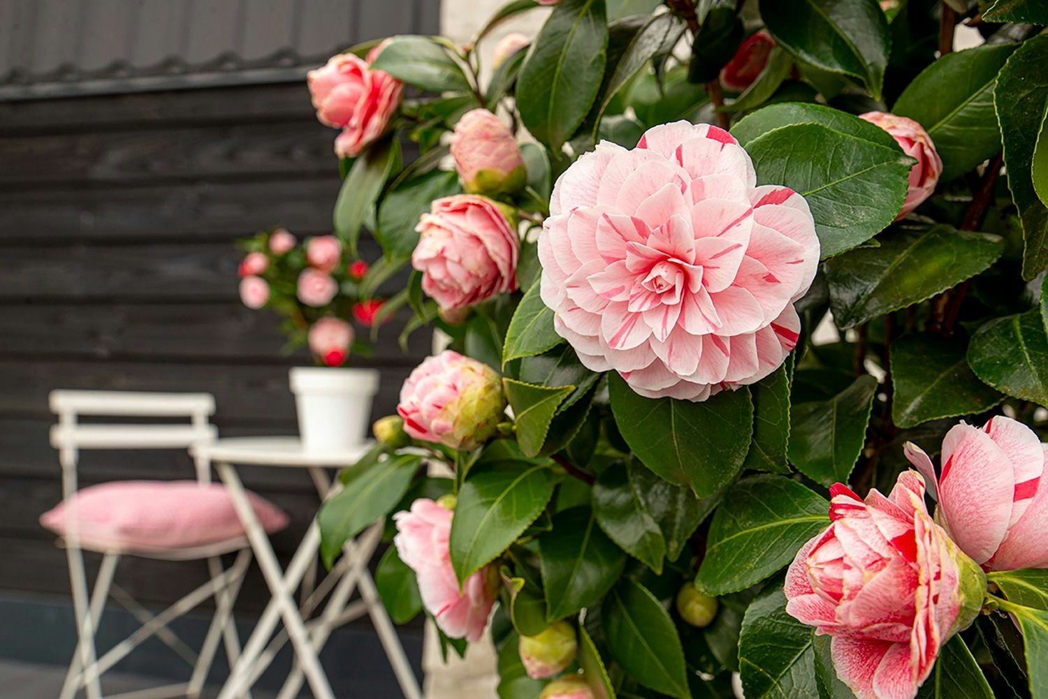 Camellia Japonica - Bonomiana