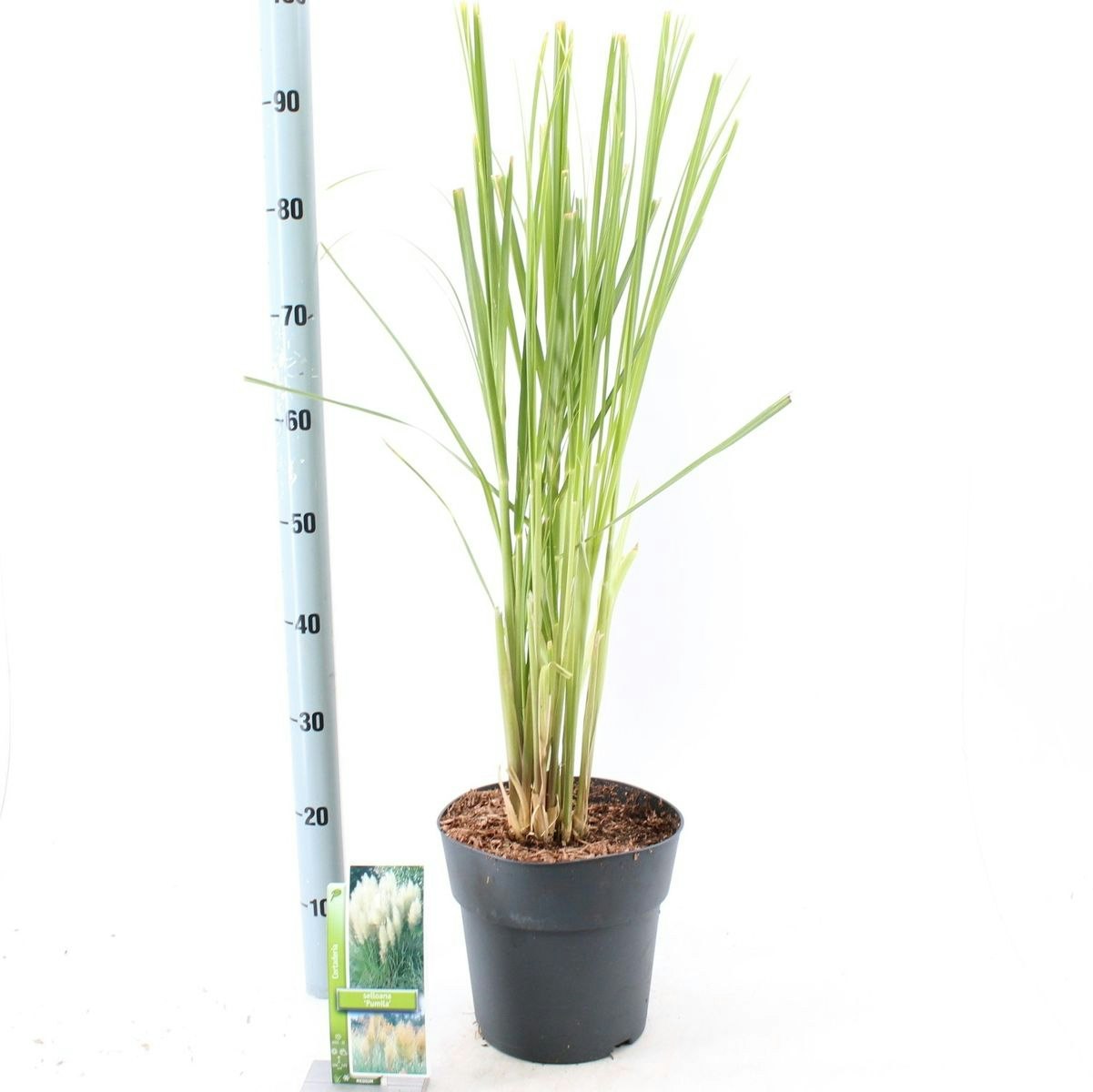 Pampasgräs/Cortaderia Selloana - White Feather