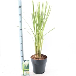 Pampasgräs/Cortaderia Selloana - White Feather