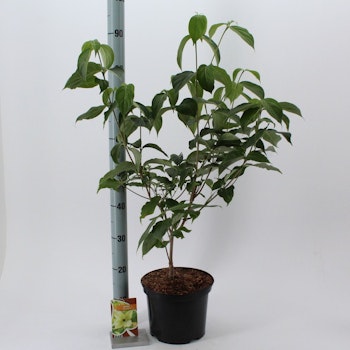 Kornell/Cornus - Kousa Chinensis
