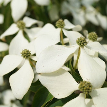Kornell/Cornus - Kousa Chinensis