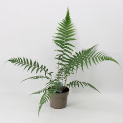 Trädormbunke/Dicksonia Antarctica