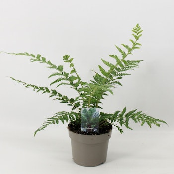 Trädormbunke/Dicksonia Antarctica