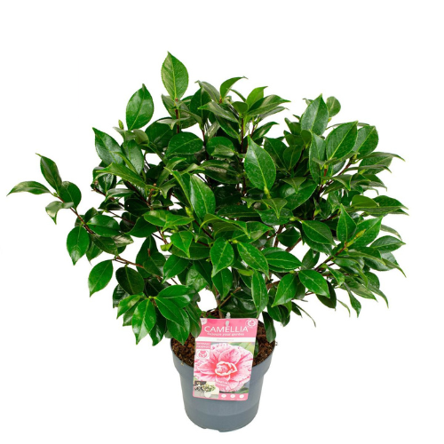 Camellia Japonica - Bonomiana