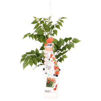 Trumpetranka/Campsis - Radicans