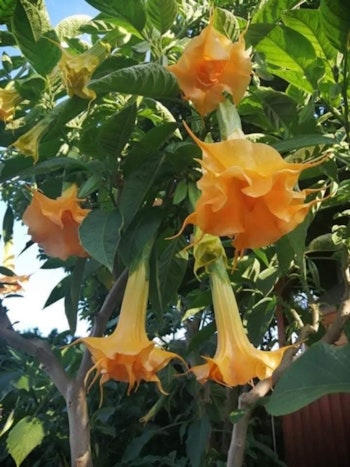 Änglatrumpet/Brugmansia Frökorsning - Rosa Magie x Langenbuscher Garten