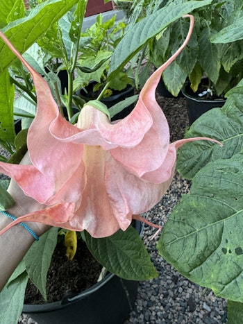 Änglatrumpet/Brugmansia Frökorsning - Rosa Magie x Langenbuscher Garten