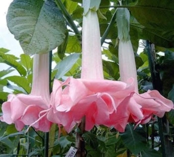 Änglatrumpet/Brugmansia Frökorsning - Rosa Ballerina x Fascination