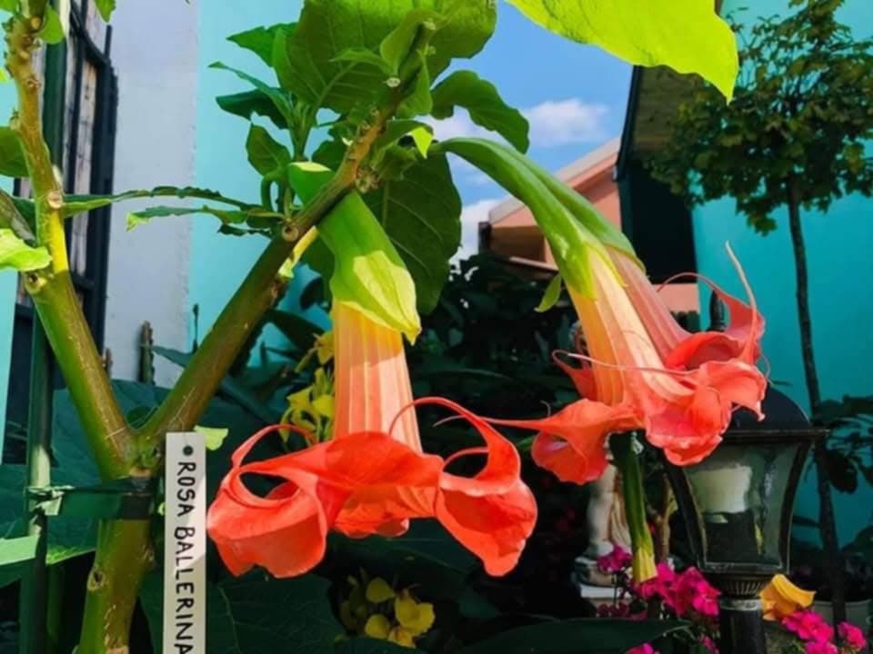 Änglatrumpet/Brugmansia Frökorsning - Rosa Ballerina x Fascination