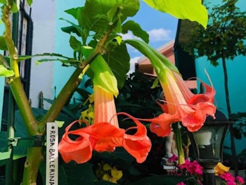 Änglatrumpet/Brugmansia Frökorsning - Rosa Ballerina x Fascination
