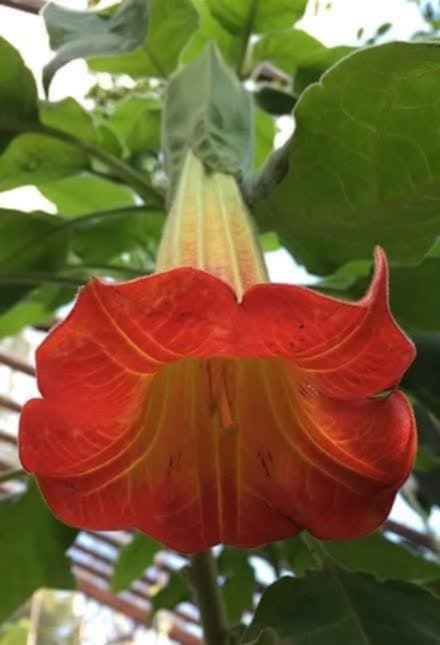 Änglatrumpet/Brugmansia - Sanguinea