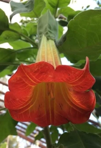 Änglatrumpet/Brugmansia - Sanguinea