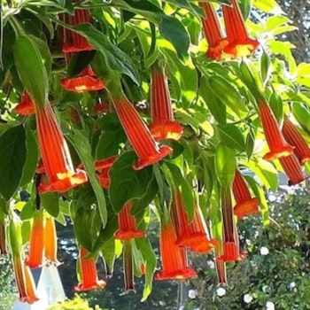 Änglatrumpet/Brugmansia - Sanguinea