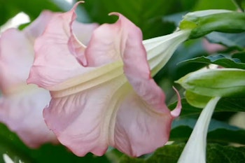 Änglatrumpet/Brugmansia - Enkel Rosa