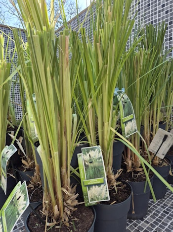 Pampasgräs/Cortaderia Selloana - White Feather