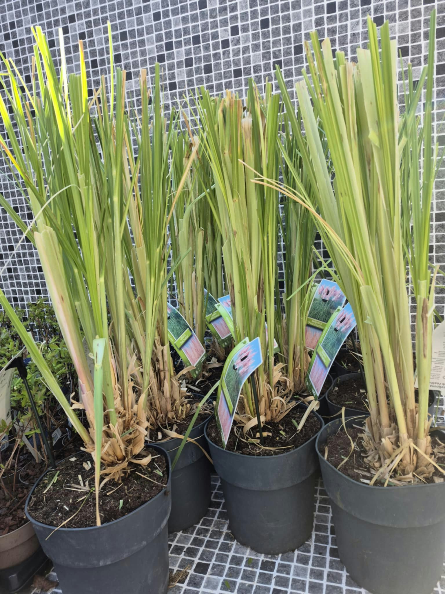 Pampasgräs/Cortaderia Selloana - Pink Feather