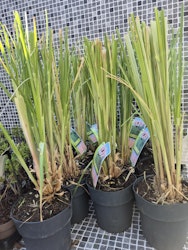Pampasgräs/Cortaderia Selloana - Pink Feather