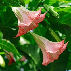 Änglatrumpet/Brugmansia - Enkel Rosa XL