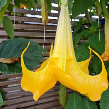 Änglatrumpet/Brugmansia - Enkel Gul XL