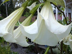 Änglatrumpet/Brugmansia - Enkel Vit XL