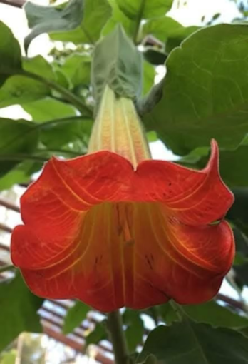 Änglatrumpet/Brugmansia - Sanguinea  XL