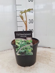 Tetrapanax Papyrifer - Rex